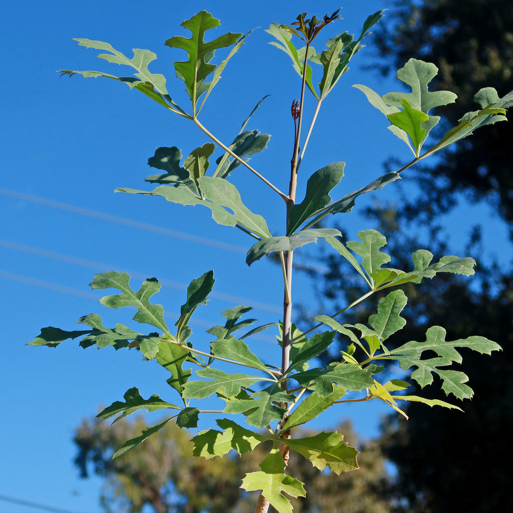 Kiepersol Tree ‘Cussonia paniculata’
