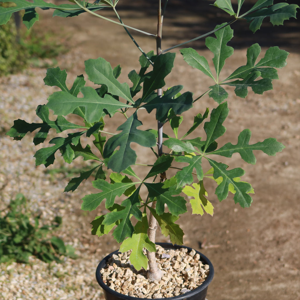 Kiepersol Tree ‘Cussonia paniculata’