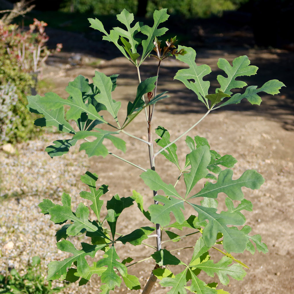 Kiepersol Tree ‘Cussonia paniculata’