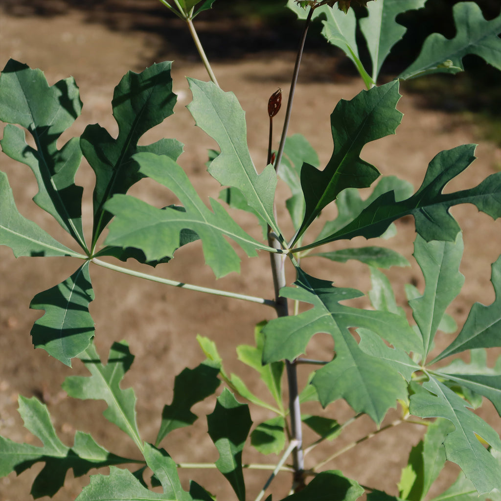 Kiepersol Tree ‘Cussonia paniculata’