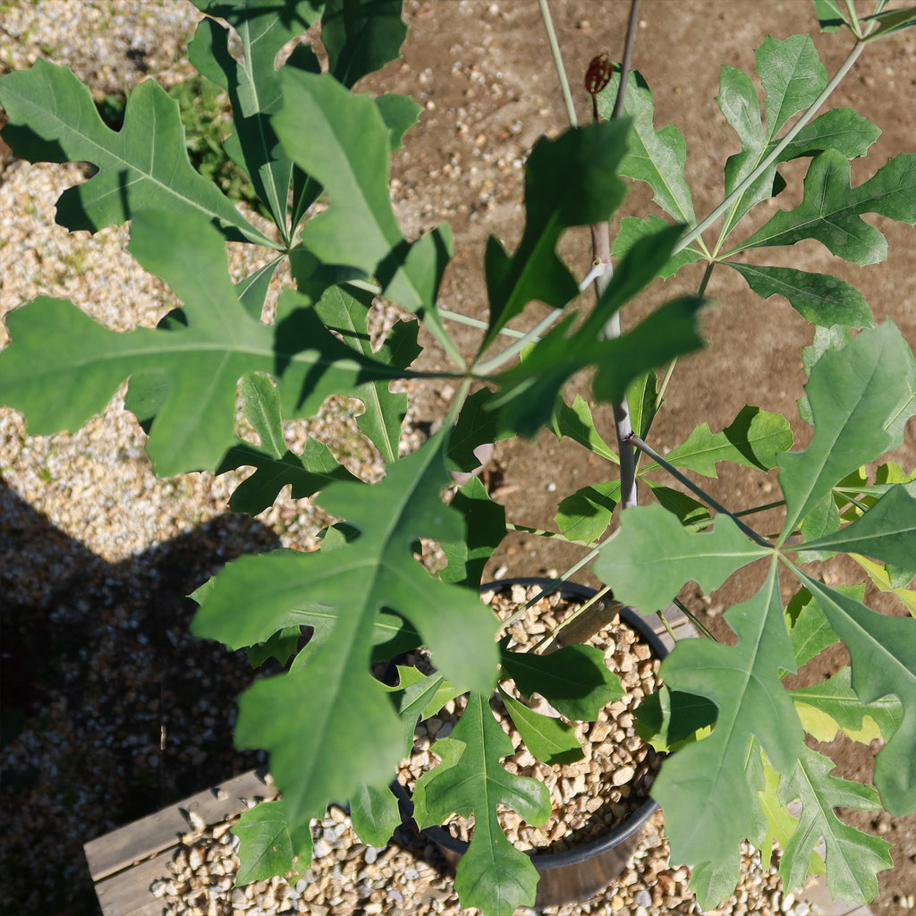 Kiepersol Tree ‘Cussonia paniculata’