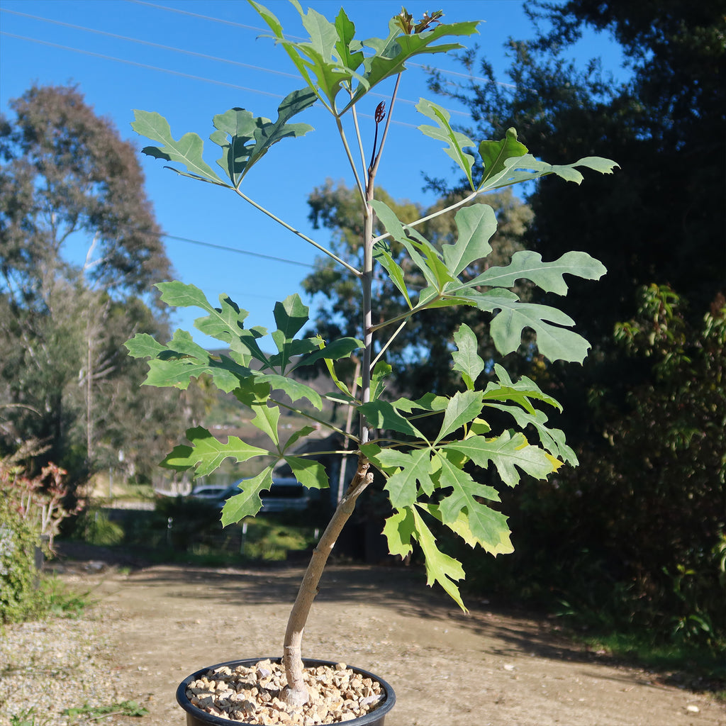 Kiepersol Tree ‘Cussonia paniculata’