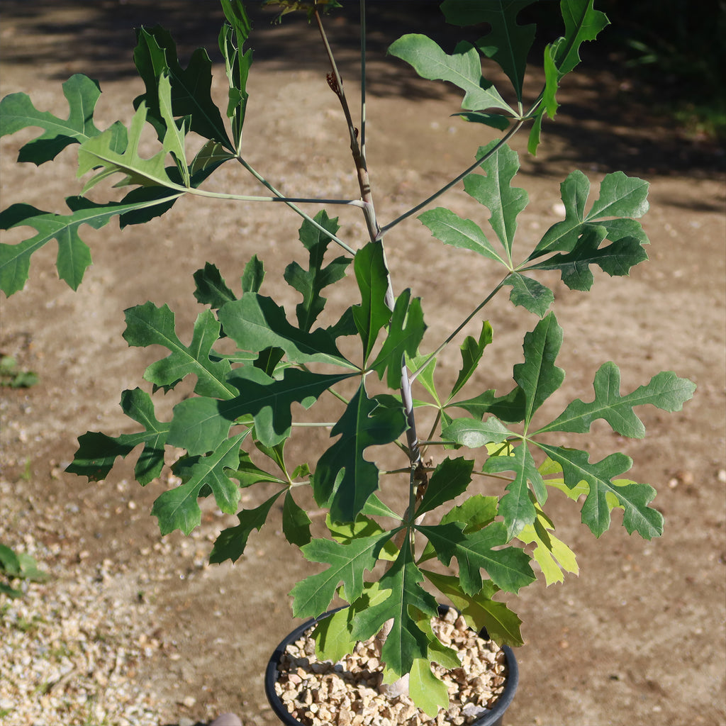 Kiepersol Tree ‘Cussonia paniculata’