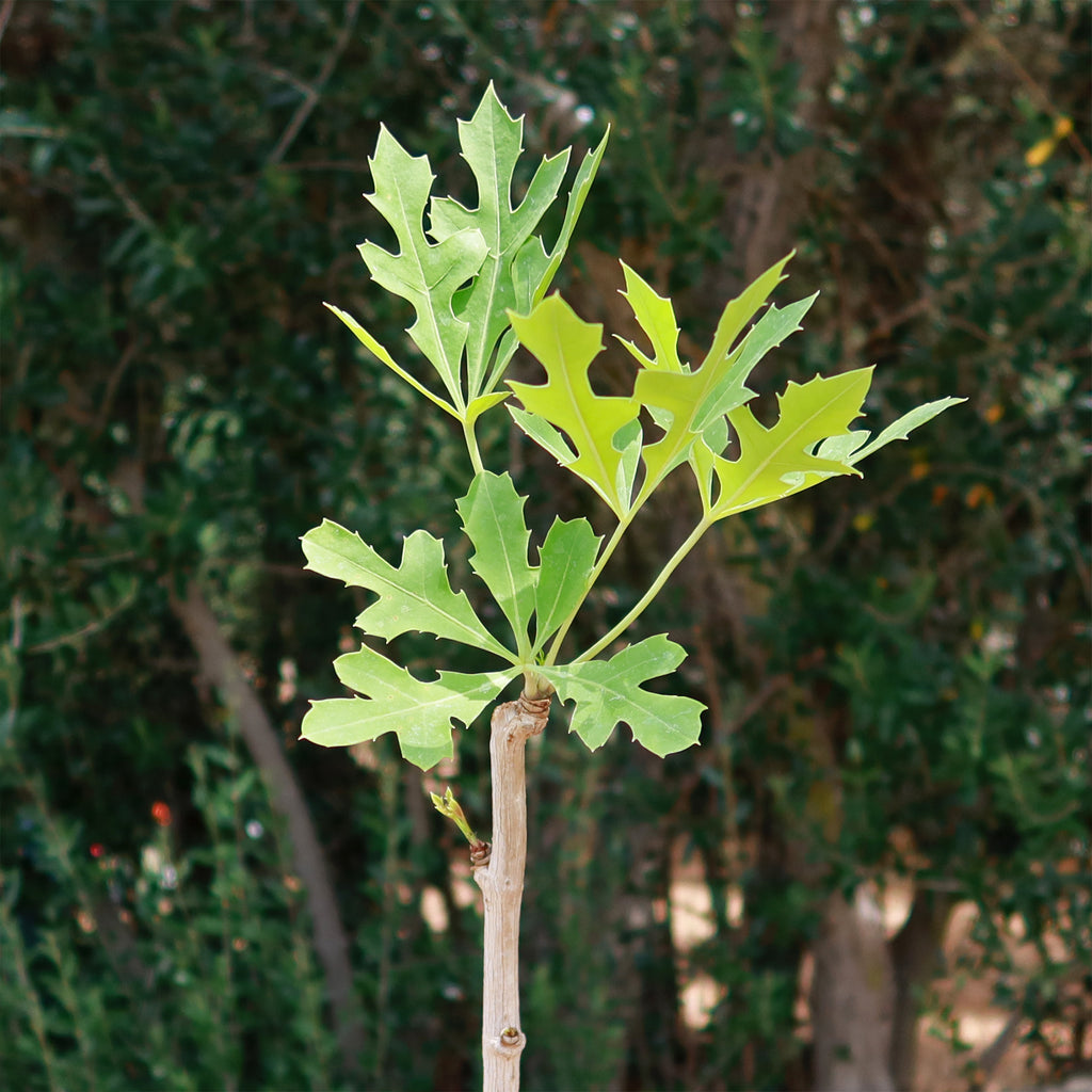 Kiepersol Tree ‘Cussonia paniculata’