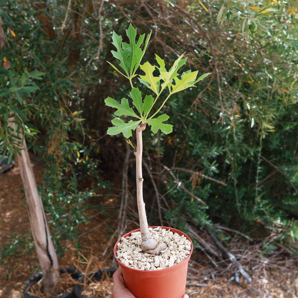 Kiepersol Tree ‘Cussonia paniculata’