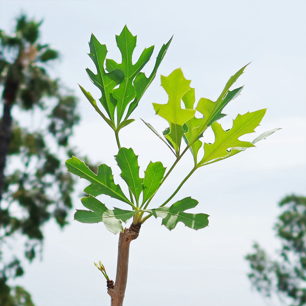 Kiepersol Tree ‘Cussonia paniculata’