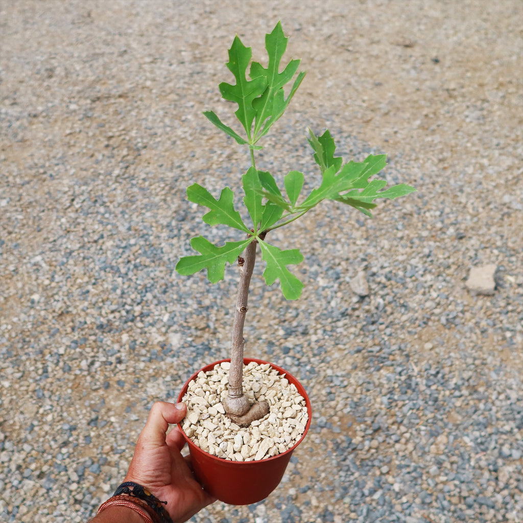 Kiepersol Tree ‘Cussonia paniculata’