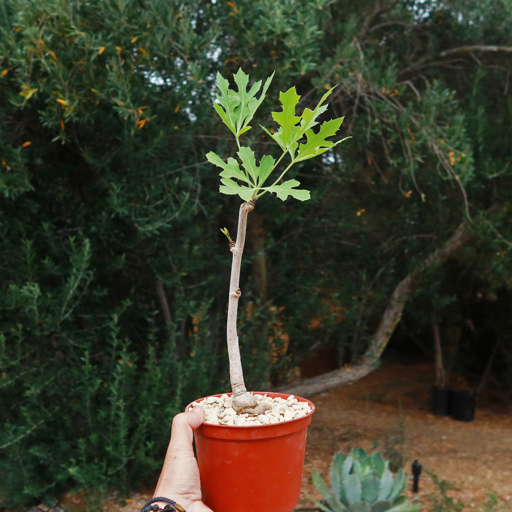 Kiepersol Tree ‘Cussonia paniculata’