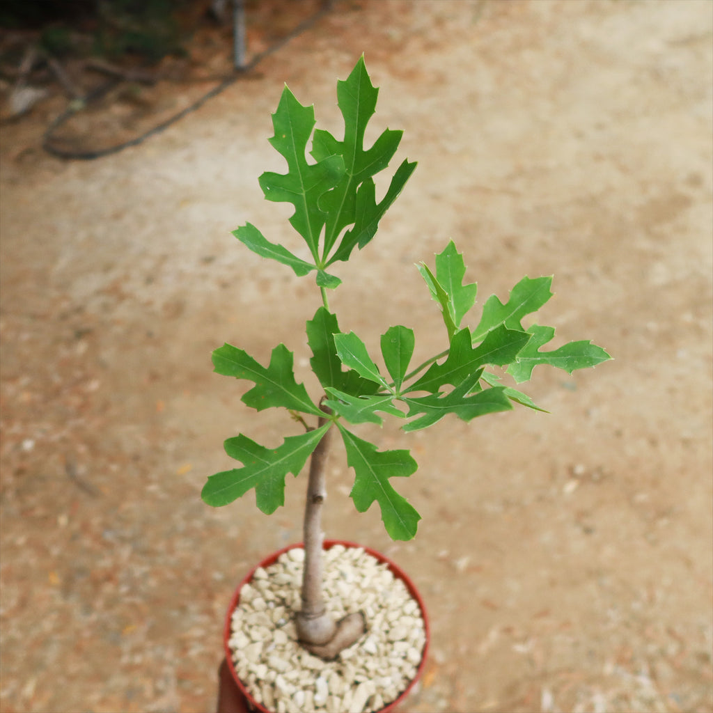 Kiepersol Tree ‘Cussonia paniculata’