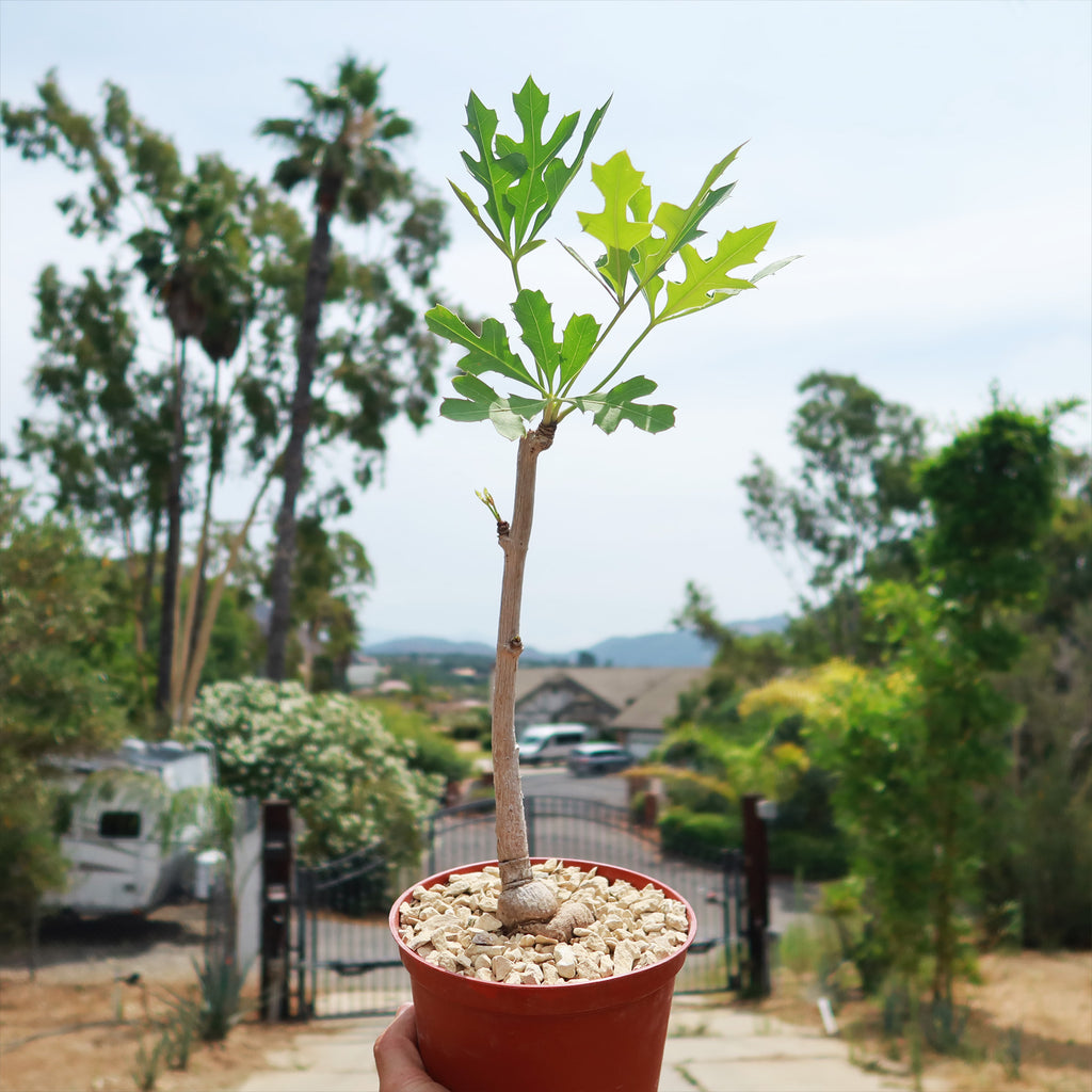 Kiepersol Tree ‘Cussonia paniculata’