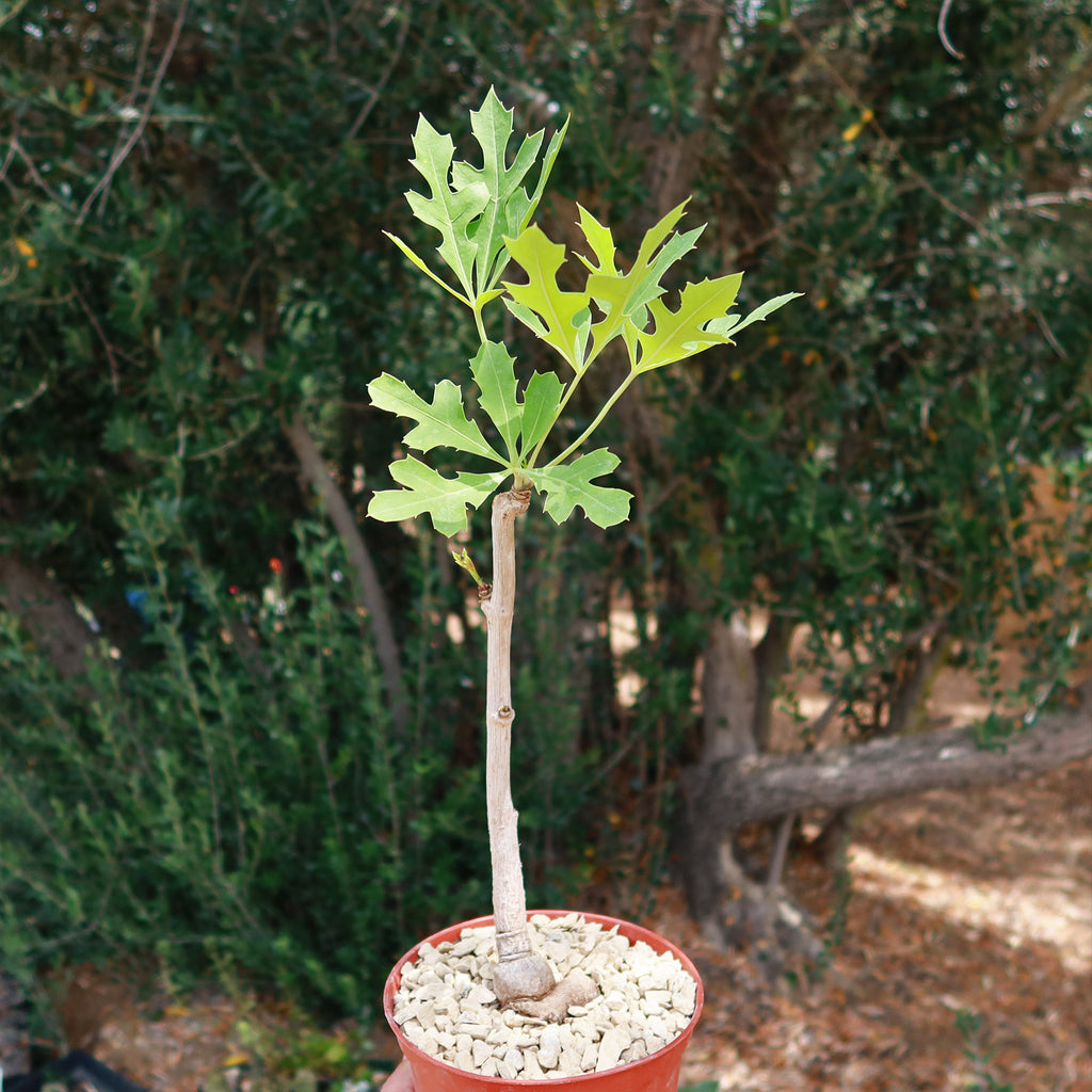 Kiepersol Tree ‘Cussonia paniculata’