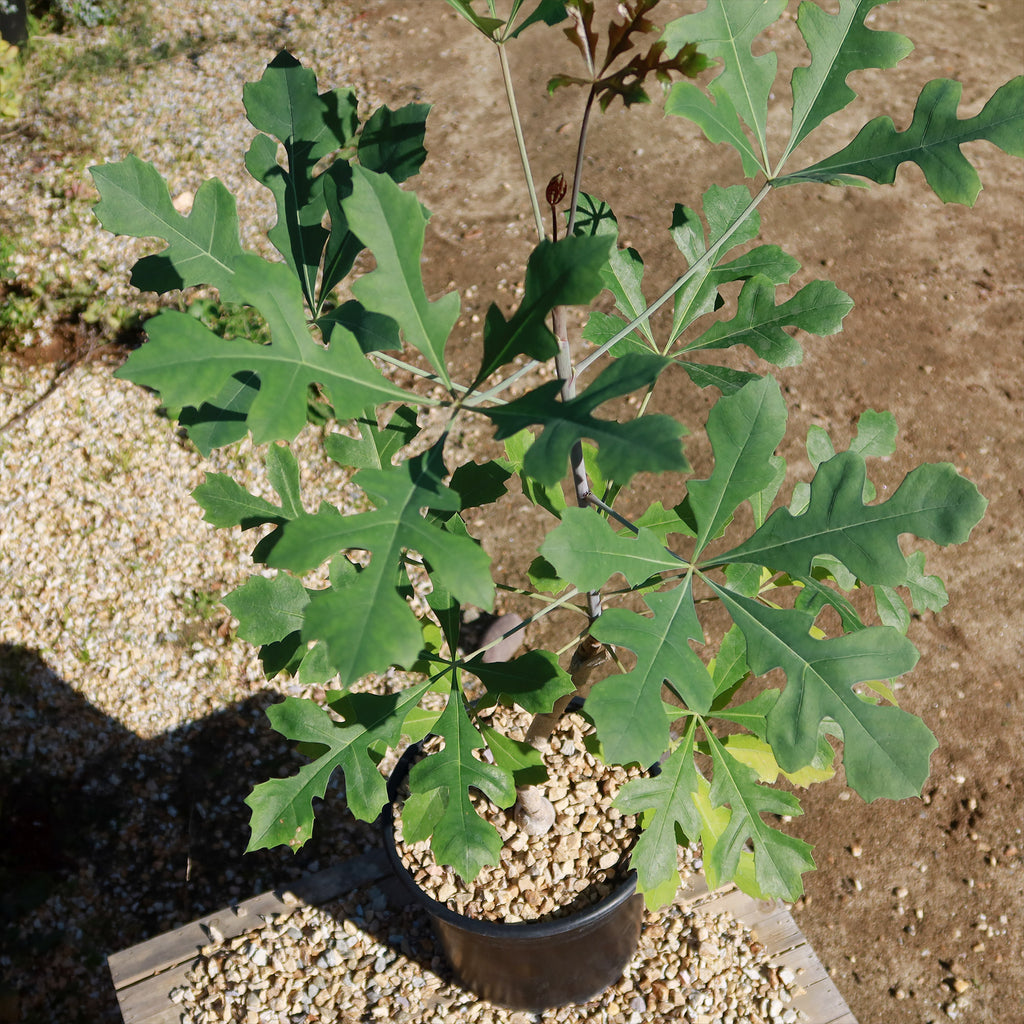 Kiepersol Tree ‘Cussonia paniculata’