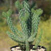 Cholla Cactus - Cylindropuntia cholla