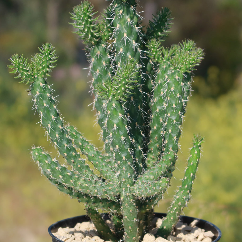 Cholla Cactus - Cylindropuntia imbricata