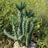 Cholla Cactus - Cylindropuntia cholla