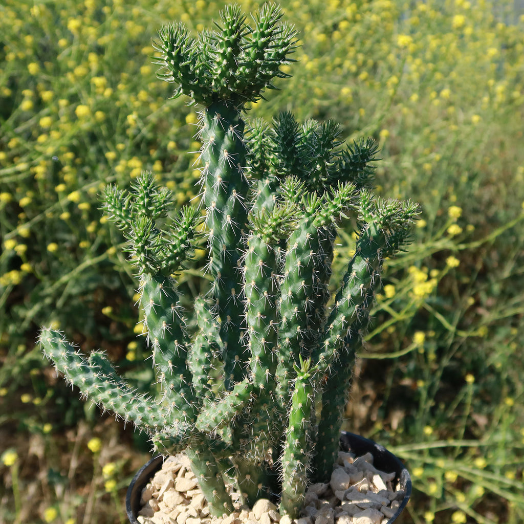 Cholla Cactus - Cylindropuntia imbricata