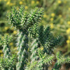 Cholla Cactus - Cylindropuntia cholla