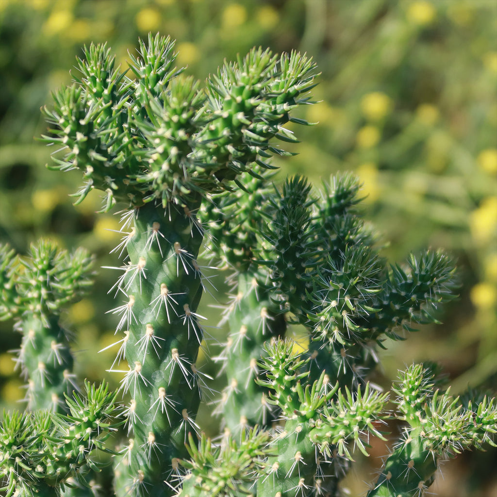Cholla Cactus - Cylindropuntia imbricata