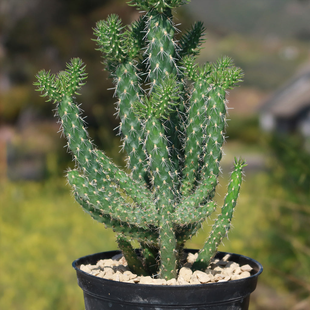 Cholla Cactus - Cylindropuntia imbricata