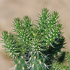 Cholla Cactus - Cylindropuntia cholla