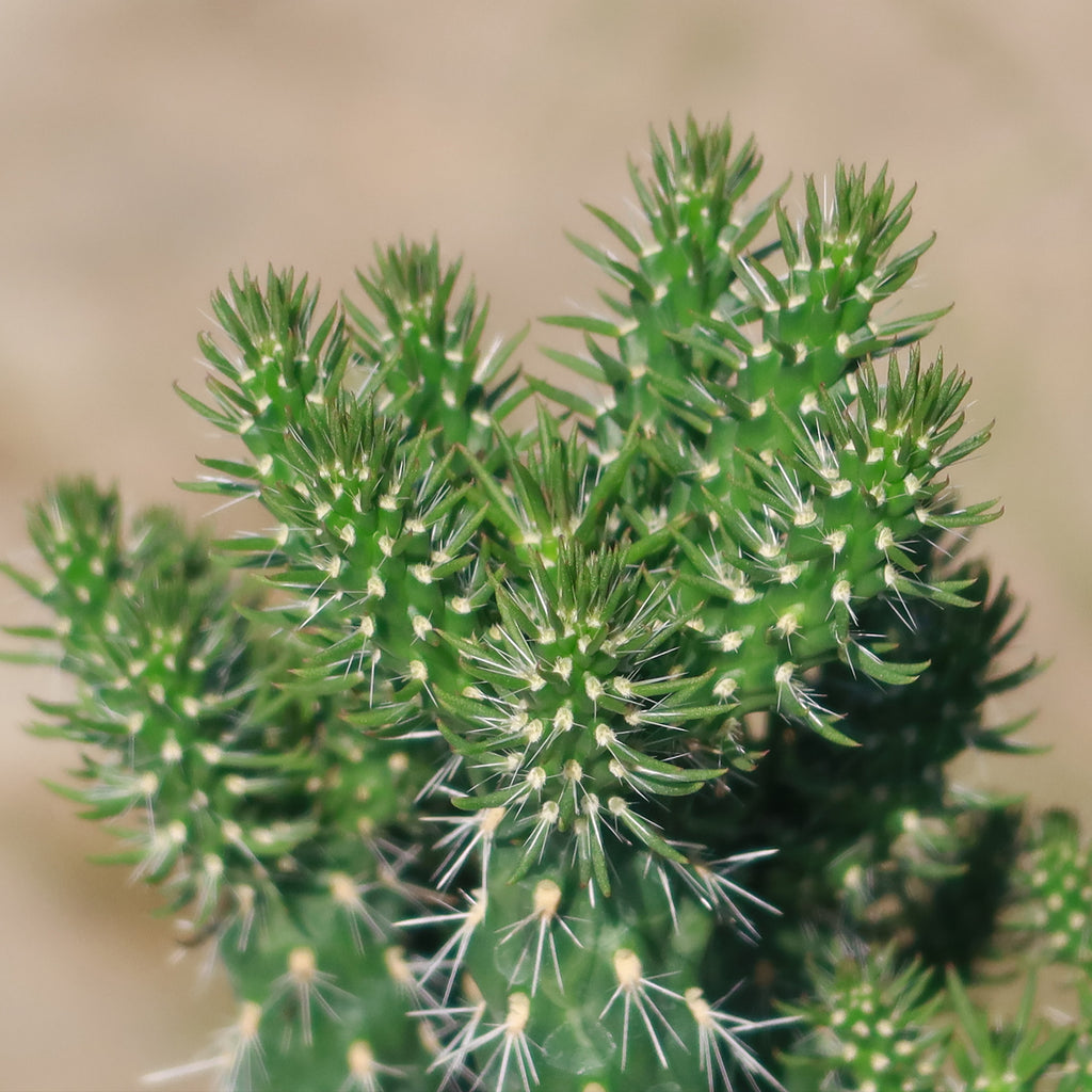 Cholla Cactus - Cylindropuntia imbricata