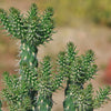 Cholla Cactus - Cylindropuntia cholla