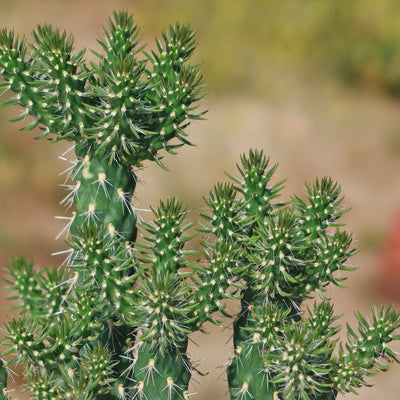 Cholla Cactus - Cylindropuntia cholla