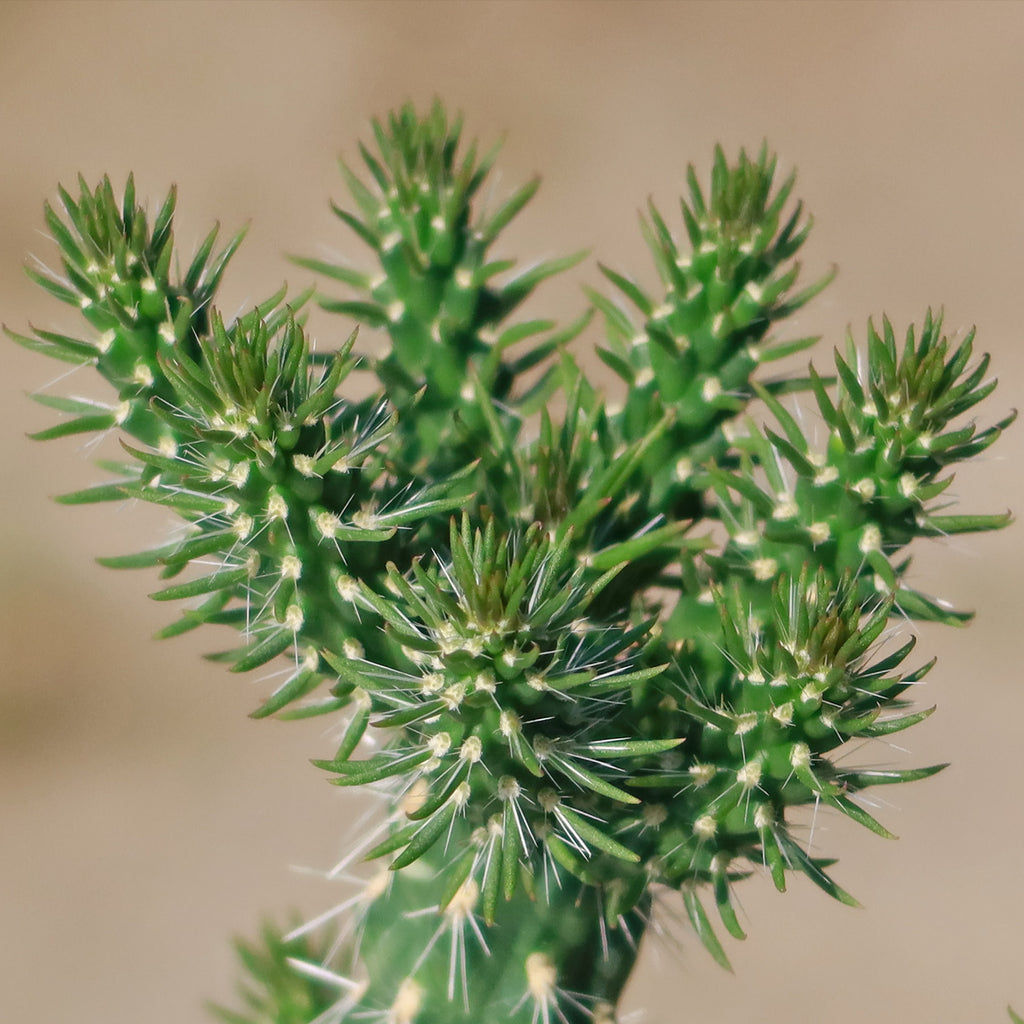 Cholla Cactus - Cylindropuntia imbricata