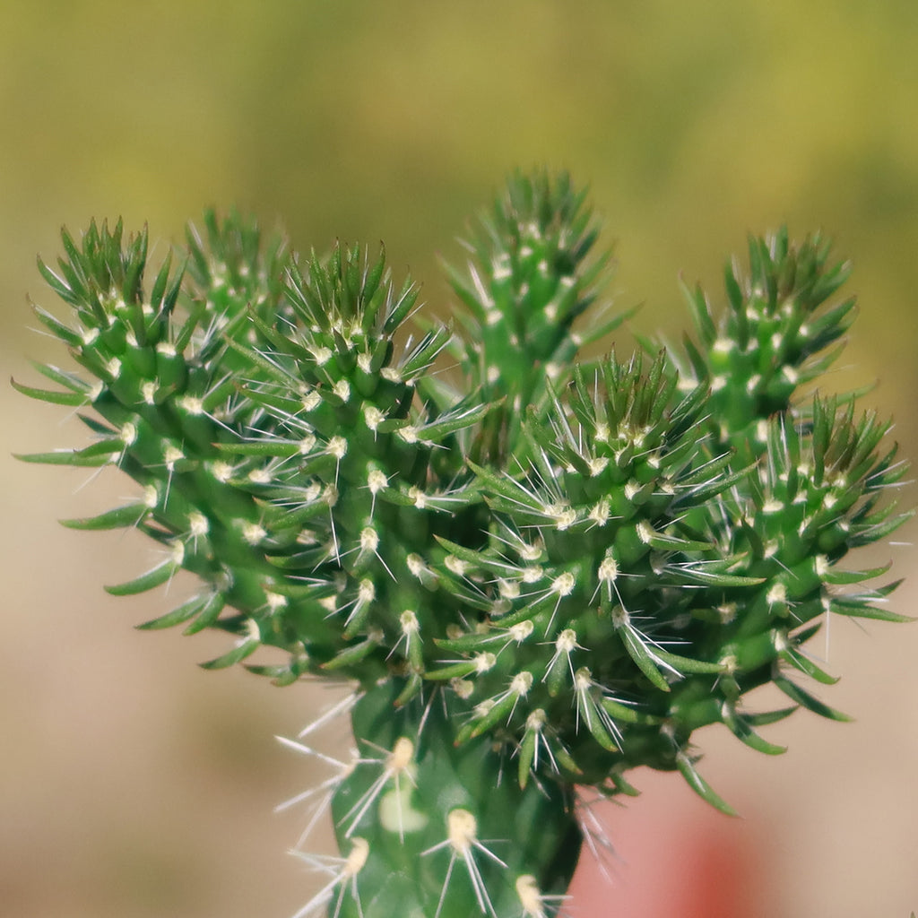 Cholla Cactus - Cylindropuntia imbricata