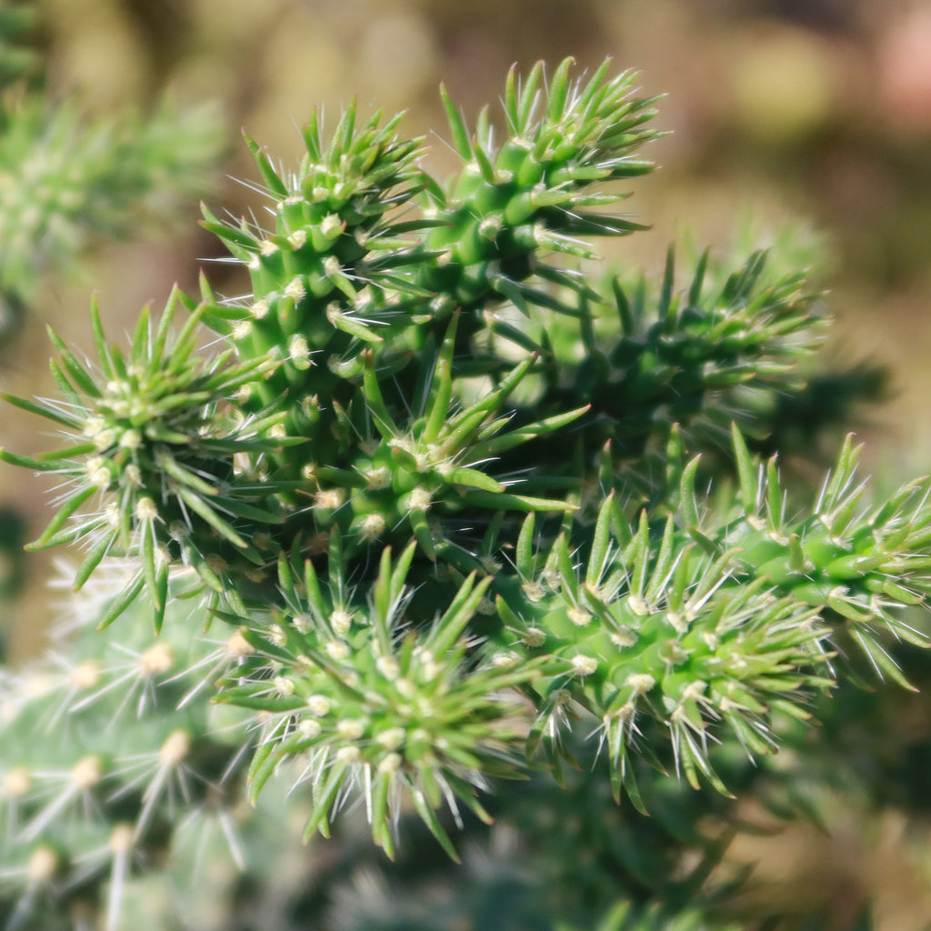 Cholla Cactus - Cylindropuntia imbricata