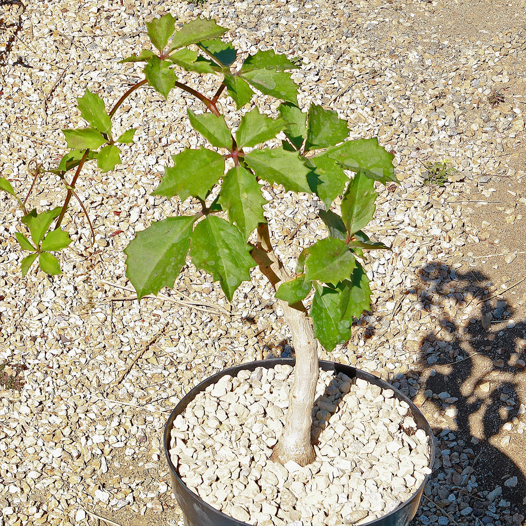 Cyphostemma cirrhosum