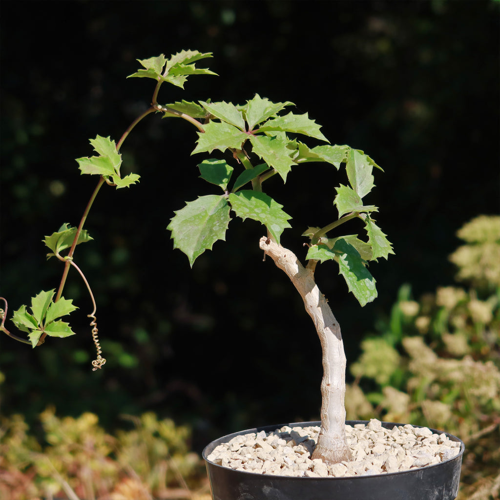 Cyphostemma cirrhosum