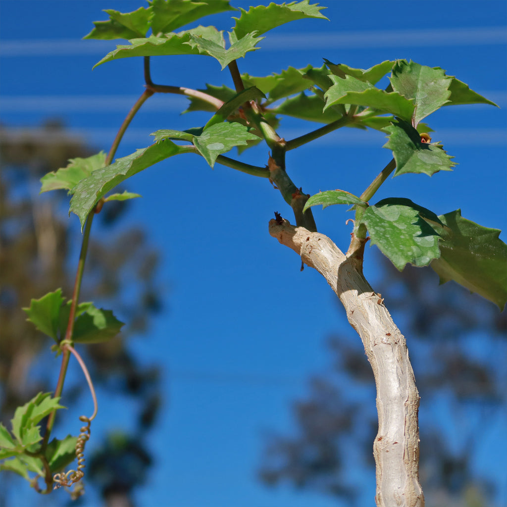 Cyphostemma cirrhosum