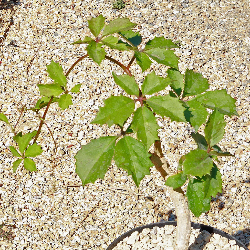 Cyphostemma cirrhosum