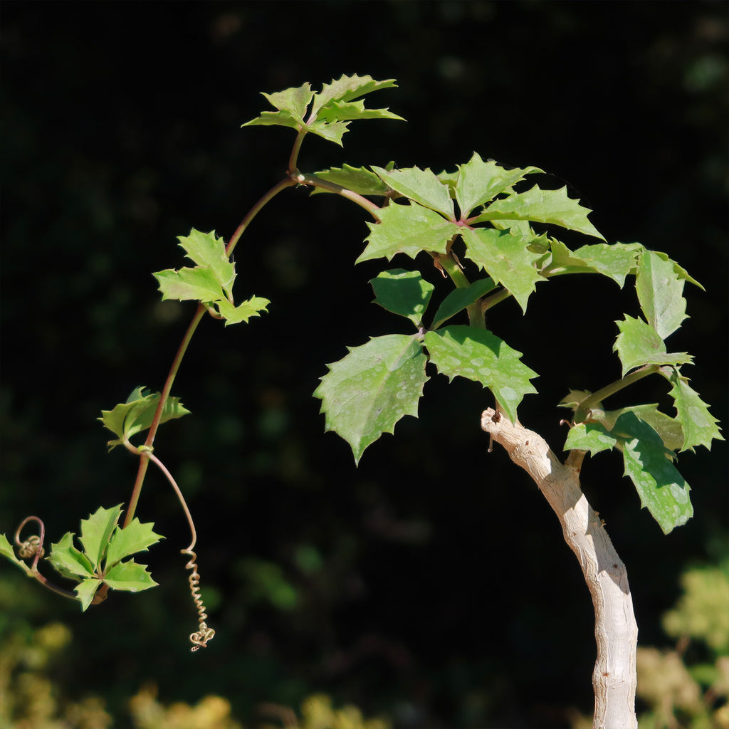 Cyphostemma cirrhosum