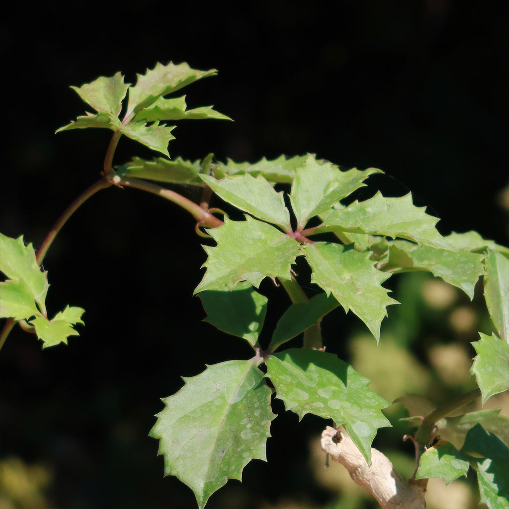 Cyphostemma cirrhosum