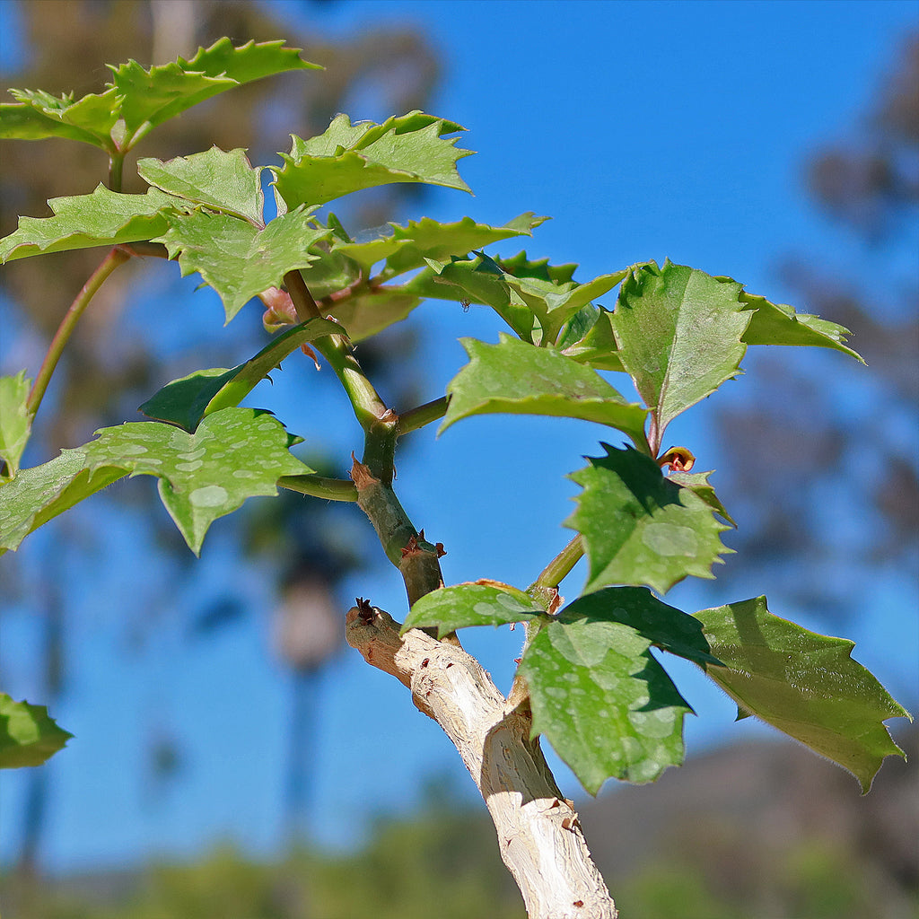 Cyphostemma cirrhosum