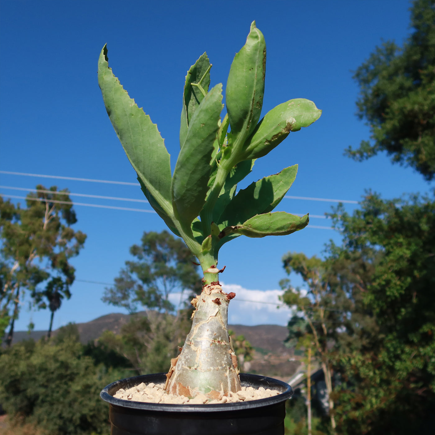 seethamma vari jada plant in english Cyphostemma juttae - Fast Delivery