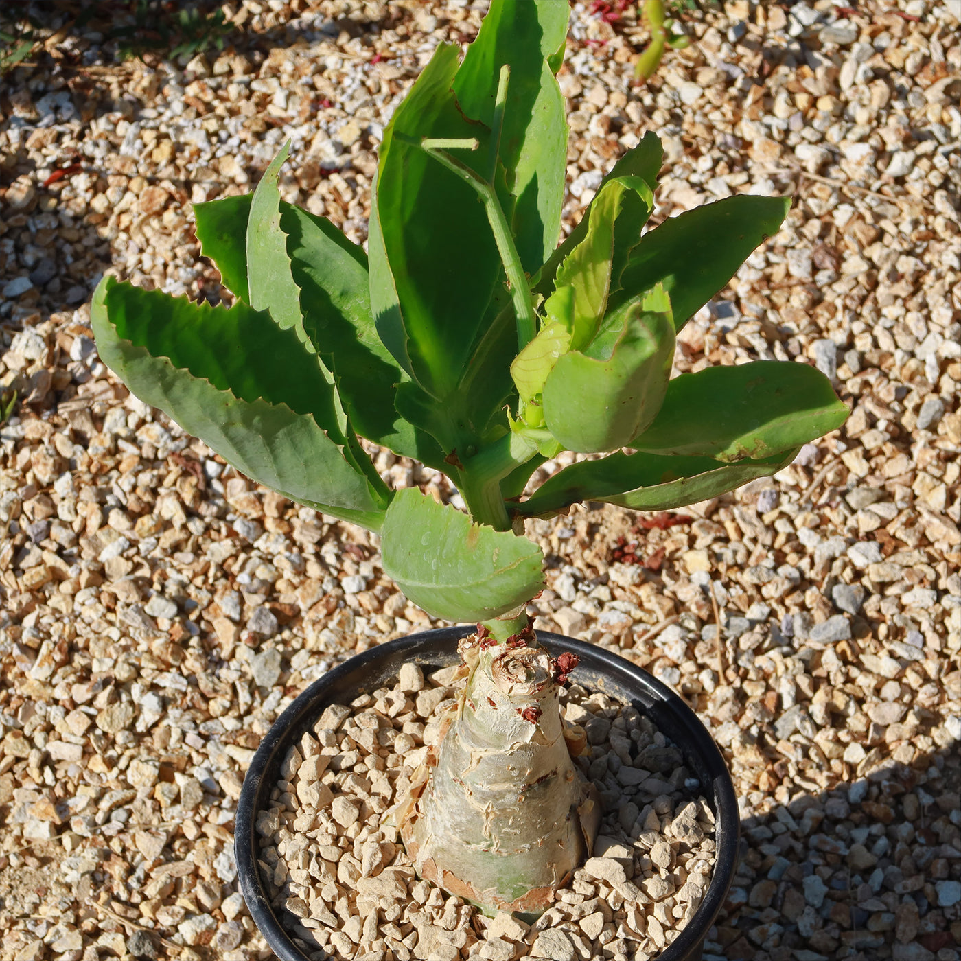 succulent grape plant Cyphostemma juttae 6"Pot (Dormant)