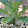 Dorstenia Foetida