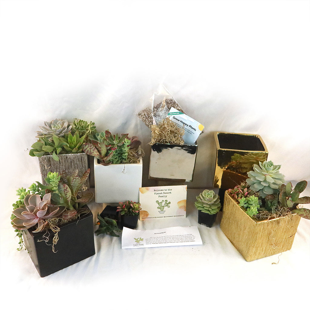DIY Ceramic Cubed Pot w/ 4 assorted Succulents