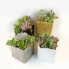 DIY Ceramic Cubed Pot w/ 4 assorted Succulents