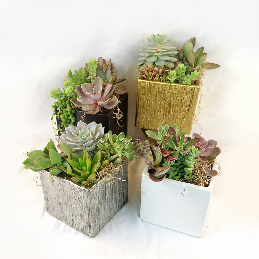 DIY Ceramic Cubed Pot w/ 4 assorted Succulents