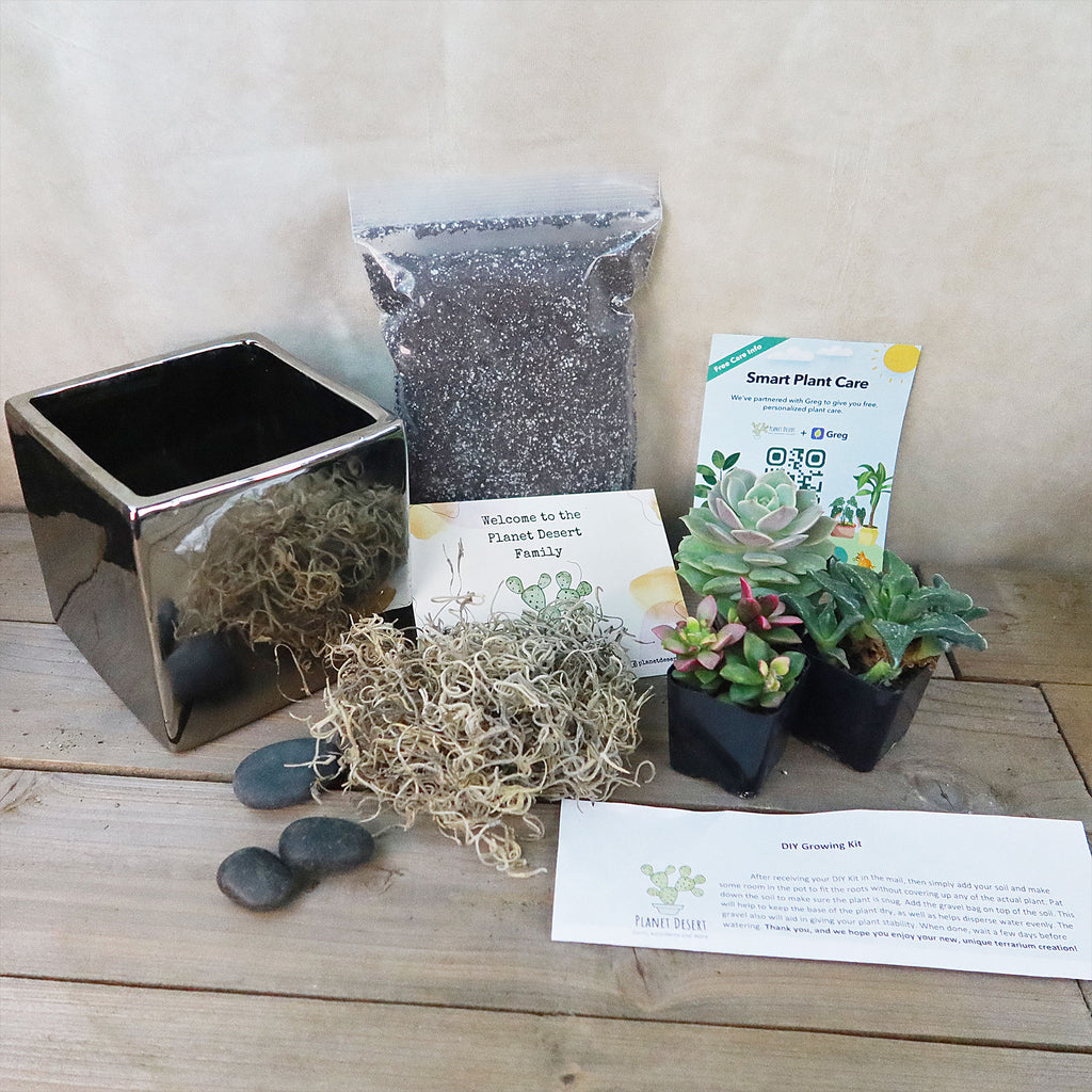 DIY Ceramic Cubed Pot w/ 4 assorted Succulents