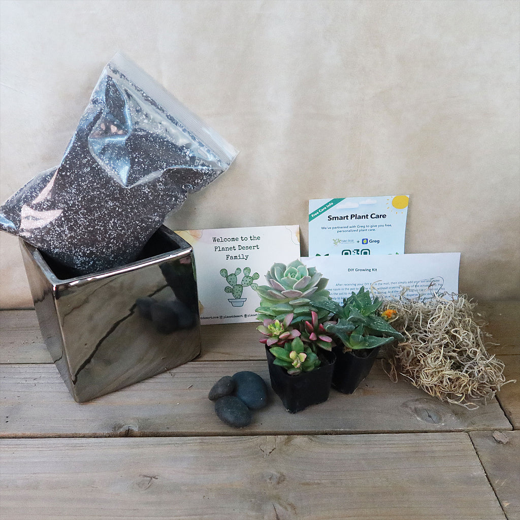 DIY Ceramic Cubed Pot w/ 4 assorted Succulents