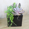 DIY Ceramic Cubed Pot w/ 4 assorted Succulents