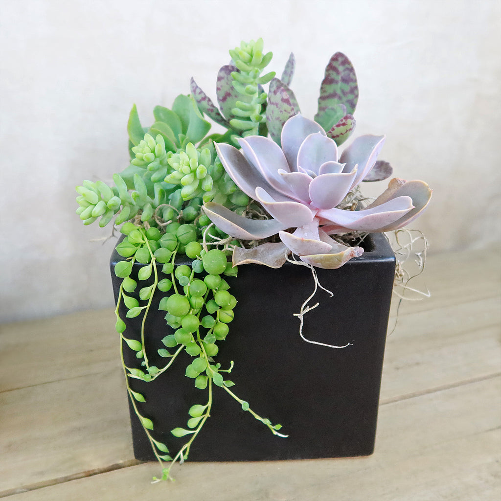 DIY Ceramic Cubed Pot w/ 4 assorted Succulents