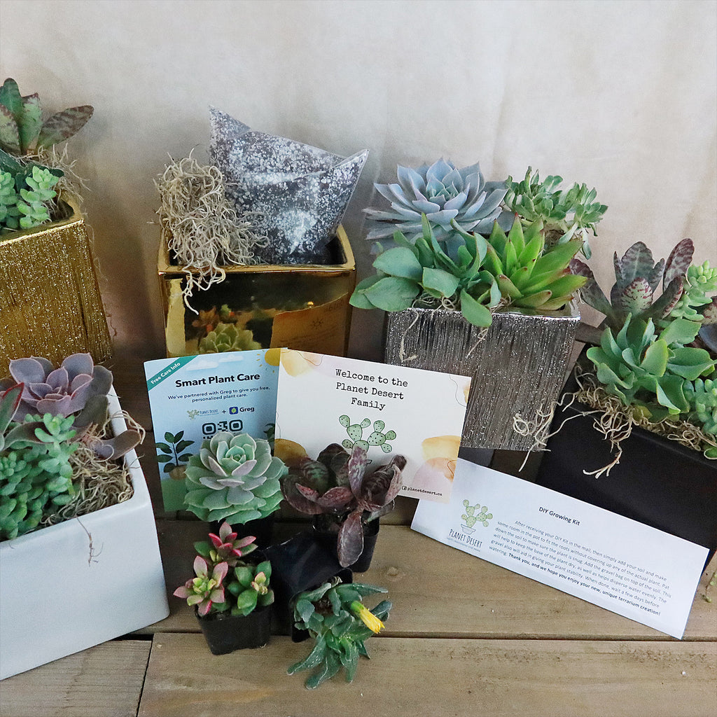 DIY Ceramic Cubed Pot w/ 4 assorted Succulents