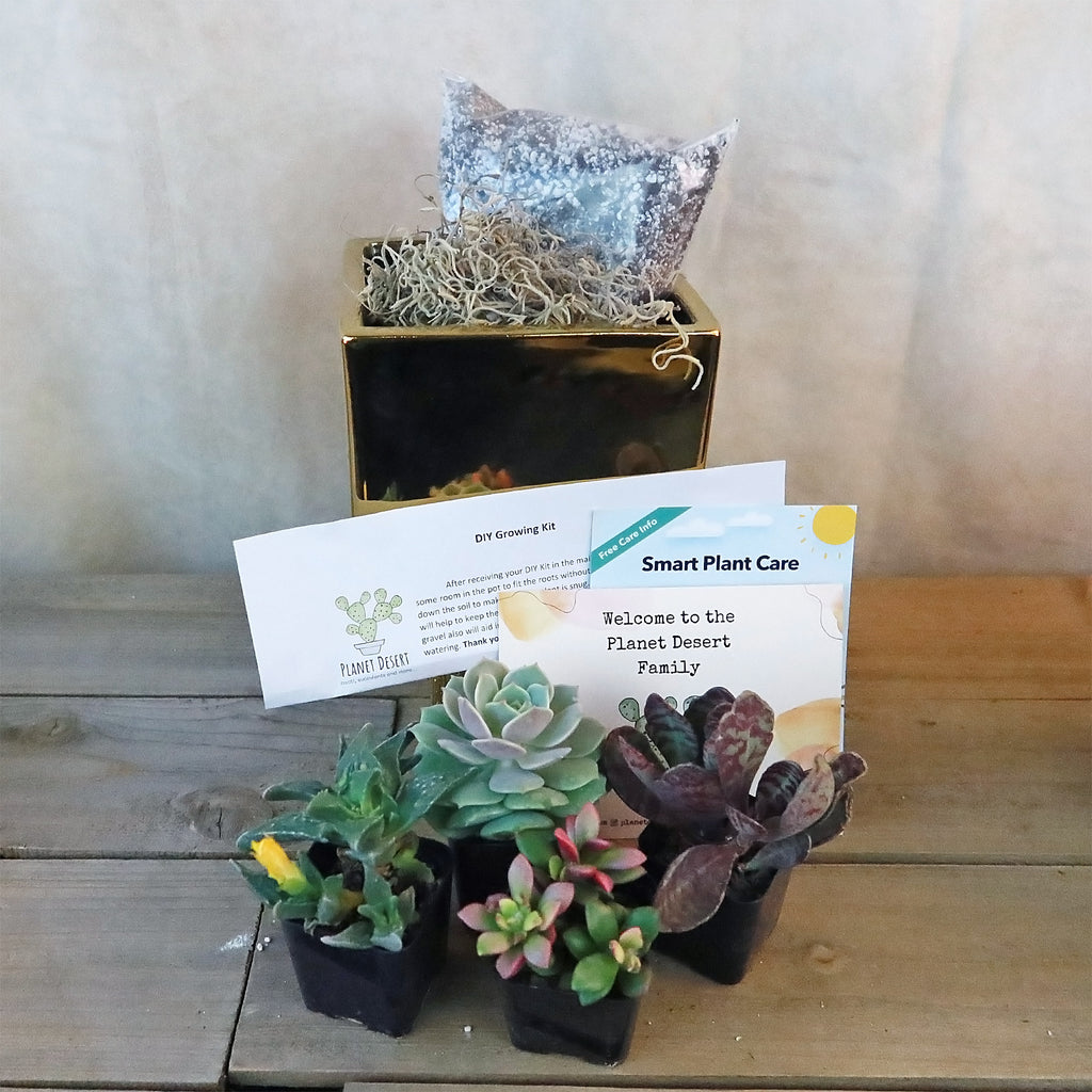 DIY Ceramic Cubed Pot w/ 4 assorted Succulents