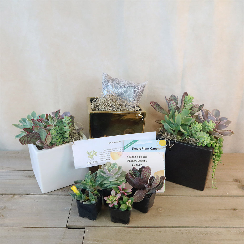 DIY Ceramic Cubed Pot w/ 4 assorted Succulents